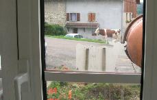 工場の窓から見える景色に牛の姿が。おじさんは、一番後ろからついていきます。