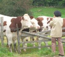 人間が好きな牛さんたち。みなさん全てが奥さんかと思うと何だかほのぼのしてきます。