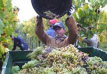 収穫したブドウはバケツに入れ、それが一杯になったら、台車に載せます。