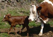 モンベリアールとその赤ちゃん牛。常にお母さんのそばにいます。