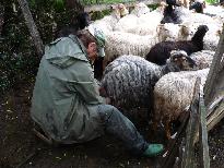 羊は臆病ですが、今はミルクを搾る時間だと分かっているのか落ち着いて順番を待っています。